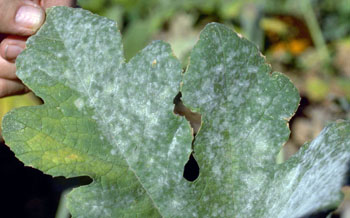 mildew powdery pumpkin planting control pumpkins leaf yield important msu growing plant